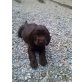 G-Wurf, Englischer Cockerspaniel Welpen - Rüde