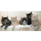 G-Wurf, Maine Coon - Kater