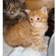 G-Wurf, Maine Coon - Kater