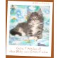 G-Wurf vom Finkenkrug, Maine Coon - Katze