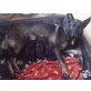 G Wurf von der Schwertfellnerfarm, Deutscher Schäferhund Welpen - Hündin
