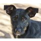 GABBINO, freundlicher,verspielter Schnauzermischling - Rüde
