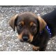 GABIN, Labradormix,Pflegestelle OÖ Welpen - Rüde