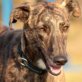 GABINO, Bardino-Galgo-Mix, Rüde, 2 Jahre - Rüde
