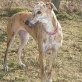 GAGA, Galga, kastriert, ca. 7 Jahre - Hündin