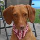 GALA, Magyar-Vizsla-Mischling, kastriert - Hündin