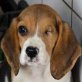 GALIBA, Beagle Welpen - Rüde