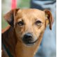 GALINO - Pflegestelle Österreich, Pinscher - Mix - Rüde