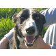 GALO ... EIN GANZES LEBEN IM TIERHEIM! - Rüde