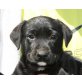 GALTON, Labradormix,Pflegestelle OÖ Welpen - Rüde