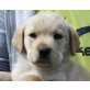 GAMBO, Labradormix,Pflegestelle Graz Welpen - Rüde