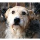 GANDALF ein Seelenhund, Zwergschnauzer - Mix - Rüde