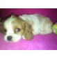 GANZ EIN SÜSSE BABY, Cavalier King Charles Spaniel Welpen - Hündin