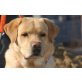 GARON - Pflegestelle Niederösterreich, kräftiger, schöner LABRADOR  - Rüde