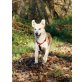 GATSBY, Pflegestelle Graz, Retriever Spitz Mix - Rüde