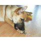 GEEKIE, Malinoismischling,Pflegestelle Nähe St.Pölten Welpen - Hündin