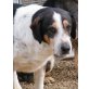 GELOSO will endlich glücklich sein, Sennenhund - Mix - Rüde