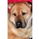 GEORGE 2, Pflegestelle Niederösterreich, Wunderschöner, liebenswerter Shar-Pei Mix - Rüde