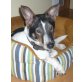 GEORGE 3, Pflegestelle Tirol, Foxterrier Mix - Rüde