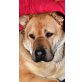 GEORGE - Pflegestelle Burgenland, SCHMUSEBACKEN KUSCHELBÄR Shar-Pei-Mix - Rüde
