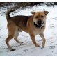 GEORGE - Pflegestelle Burgenland, freundlicher, anhänglicher SHAR PEI-Mix - Rüde