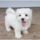 GESÜNDESTEN WEIBLICHE MALTESISCHER PUPPY FOR , Malteser - Rüde