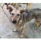 GIA, Schäferhund Mix -wolfsfarben- - Hündin