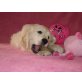 GIGOLO VOM REGENBOGENHOF, Golden Retriever Welpen - Rüde