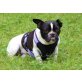 GINA 13, französische Bulldoggenhündin, PS NÖ - Hündin