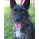 GINA 16, Pflegestelle Oberösterreich, anhängliche freundliche Terrier/Schnauzer-Mix - Hündin