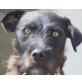 GINA 17, Pflegestelle Niederösterreich, HERZENSBRECHERIN - Schnauzer-Mix - Hündin