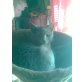 GINA, HAUSKATZEN - Katze