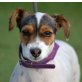 GINA - Linares, Jack-Russell-Terrier-Mischling - Hündin
