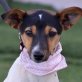 GINA - Linares - kastriert, Bodeguero-Andaluz  Spanischer Jack-Russell - Hündin
