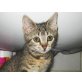 GINA, Tierschutz - Katze