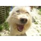 GINA ein fröhlicher Sonnenschein, Tibetterrier - Mix - Hündin