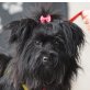 GINA - kastriert, Tibet-Terrier-Mischling - Hündin