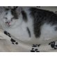 GINA und MINA, Europäische Kurzhaarkatze - Katze