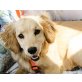 GINGER 2, Pflegestelle Wien, süße, verschmuste Spanielmix - Hündin