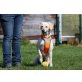 GINGER, Labrador Mischlingshündin  - Hündin