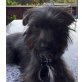 GINGER - Linares, Terrier-Mischling, kastriert - Hündin