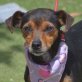 GINGER - Linares, Zwergpinscher-Mischling - kastriert - Hündin