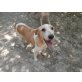 GINNY ein zartes Mädchen, Beagle - Segugio Mix - Hündin