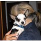 GINO, Chihuahua Rüde - Rüde
