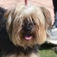GINO - Linares, Yorkshire-Terrier-Mischling, kastriert - Rüde