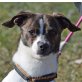 GINO - Ubeda, Jack-Russell-Terrier-Mischling, kastriert - Rüde