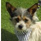 GINO - kastriert, Chihuahuamischling - Rüde