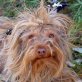 GINO - kastriert, Yorkshireterrier-Mischling - Rüde