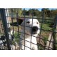 GIORGIA ein zauberhaftes Mädchen, Maremmaner Hirtenhund - Hündin
