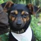 GIORGINA, Zwergpinscher-Mischling, kastriert - Hündin